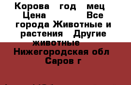 Корова 1 год 4 мец › Цена ­ 27 000 - Все города Животные и растения » Другие животные   . Нижегородская обл.,Саров г.